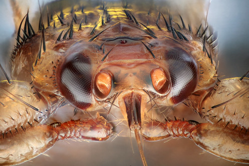 macro eye up insect fly compound blood close leg bein stack deer insekt auge blut diptera cervi ked parasit brachycera facettenauge hippoboscidae lausfliege lipoptena stechrüssel hirschlausfliege