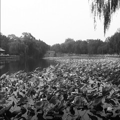 Beijing Lake