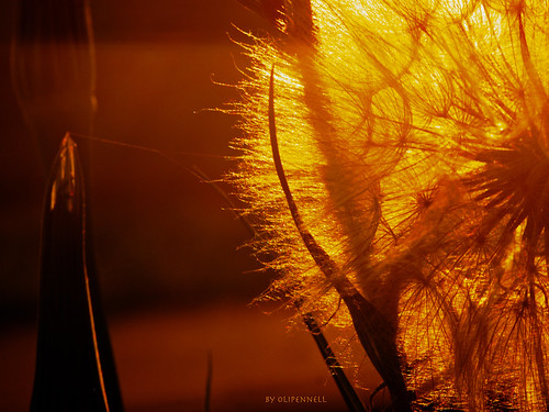 sunset sonnenuntergang sundown dandelion pusteblume neckarsulm löwenzahn