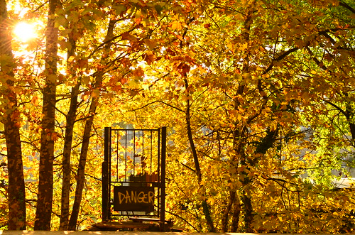 autumn trees light sun france tree fall nature up leaves yellow danger standing jaune automne 35mm soleil leaf gate die lumière no 18 feuilles trespassing feuille berges rhone péniches d7000