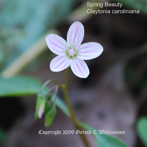 Carolina Spring Beauty, Wide-leaved Spring Beauty - Claytonia caroliniana