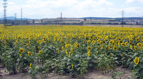 sunflowers czechrepublic mongolrally