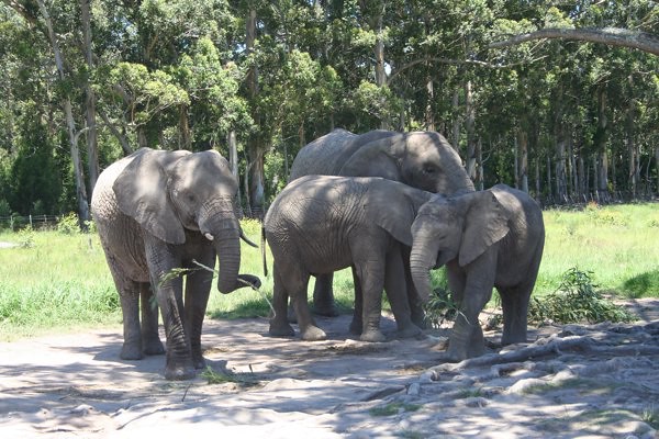 Knysna Elephant Park 5