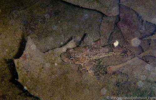 fish lumix virginia underwater panasonic northfork sculpin ts3 turleycreek cootesstore