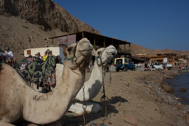 one great diving destinations around Europe is Diving by camel at Dahab Egypt