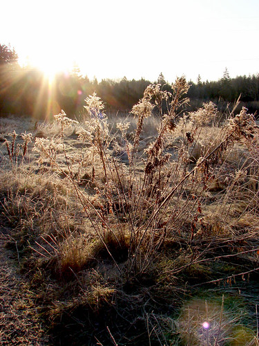 morning light sunshine frost grasses
