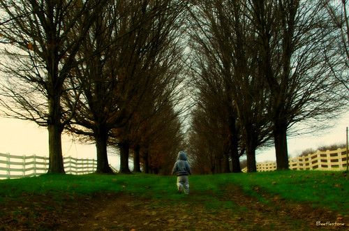 trees fence child grove path pa