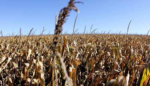 fall rural corn farm harvest iowa fiftytwo jacksoncounty 52weeks canonef15mmf28