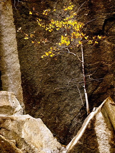 autumn trees fall nature leaves yellow outdoors gold landscapes montana rocks fallcolors autumnleaves granite aspen