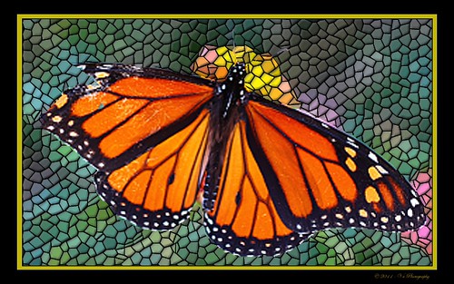 canon butterfly texas mosaic gardenofeden wing gimp monarch eden injured injuredwing t2i