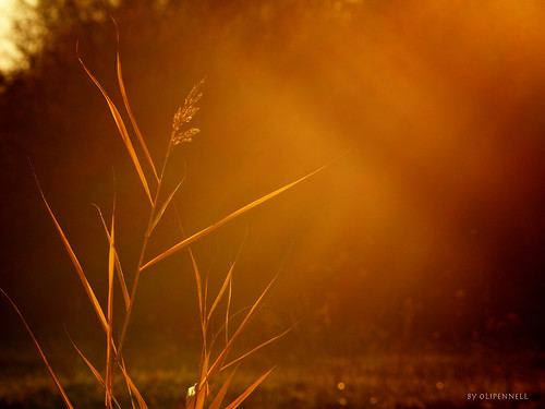 autumn orange sunlight grass germany herbst gegenlicht heilbronn waldheide badenwürttemberg