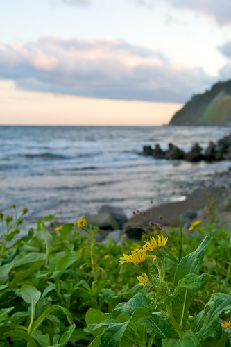 flower rock landscape day outdoor dandelion coastline