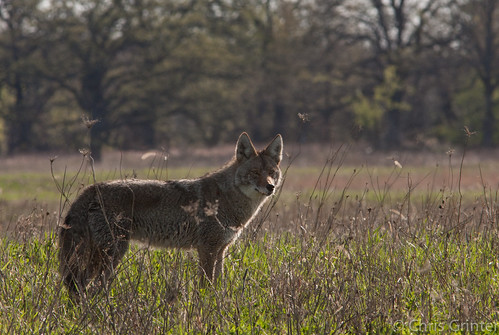 Kojot, canis latrans