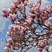 Magnolia Tree First Day of Spring 2012