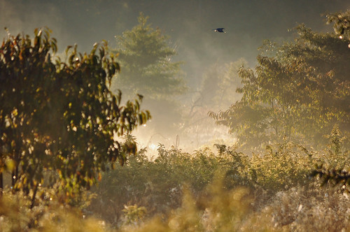 trees mist bird fog sunrise dawn newjersey meadow moorestownnj boundarycreeknaturalresourcearea
