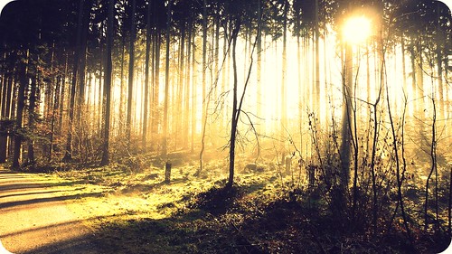trees light love sunshine forest switzerland shine hss