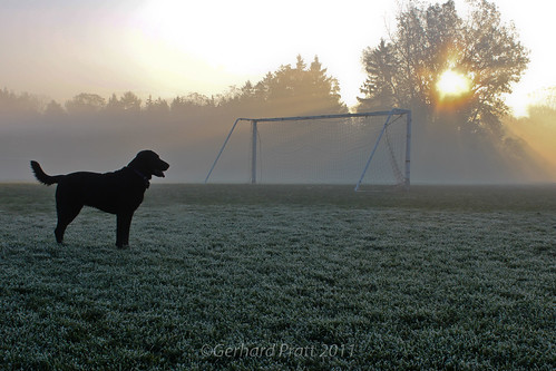 ontario dogs sunrise sunrays universityofwesternontario londonontario watermarked