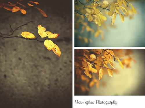 blue autumn trees brown white black tree fall leaves yellow canon grey leaf branch afternoon branches gray tan twig twigs musicgarden alienskin ef70300 morningdewphotography t1i ef100l