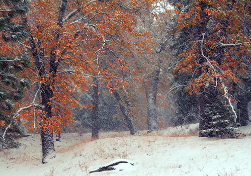 california ca travel november vacation usa snow cold tree ice nature wrightwood leaves photoshop canon landscape photo leaf interestingness rocks day photographer cs2 picture frosty hwy falling explore southern adobe flurries flurry angelesnationalforest adjust infocus wow1 highway2 2011 denoise 60d topazlabs photographersnaturecom davetoussaint doubleniceshot ringexcellence interstring