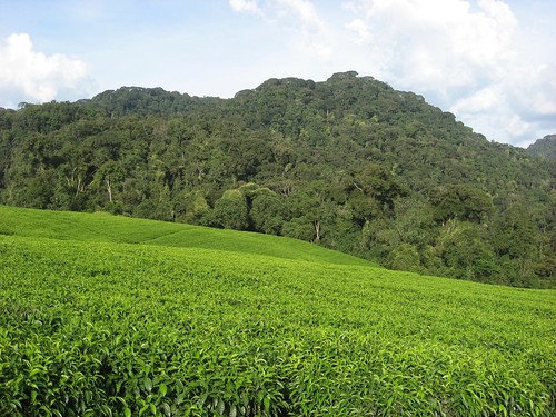 africa tea rwanda plantation nyungwe