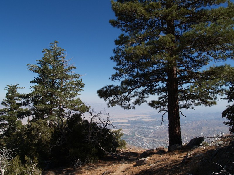 Skyline Trail 7400ft - Big Tree