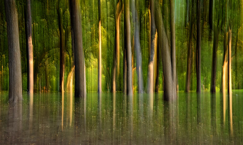 blur green forest foliage