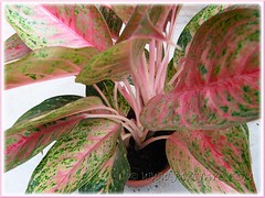 Our potted Aglaonema cv. Legacy with attractive pink+green variegated foliage and pinkish white stems, Oct 15 2011