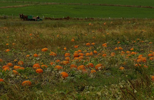 thanksgiving autumn horses fall gourds field photo pumpkins farming