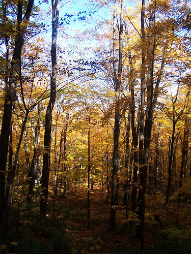 trees mountain color lyon andyarthur