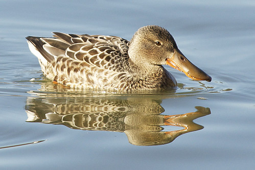 ngc northernshoveler anasclypeata naturesfinest lakeshenandoah nsho anacly photographybydavewendelken duckwithlongbill