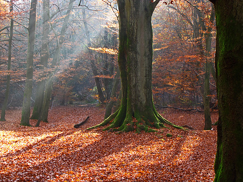 autumn trees fall forest geotagged sunbeams urwald reinhardswald idream alberoefoglia geo:lat=5154232795 geo:lon=949794242