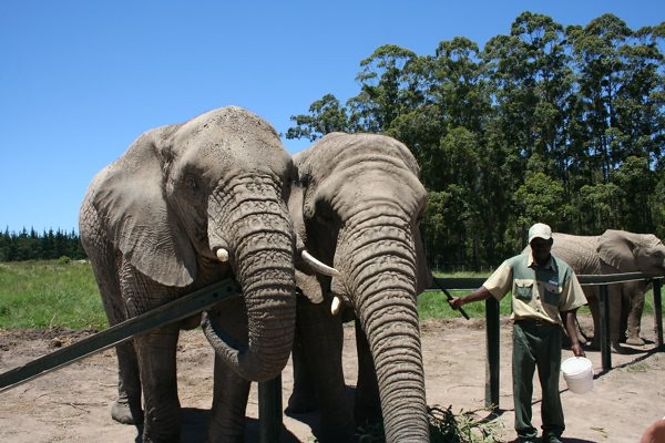 Knysna Elephant Park 3
