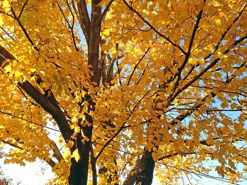 autumn trees tree fall nature digital landscape pretty edit