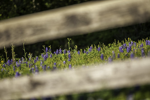 flowers blue nature fence photography march countryside photo wooden spring texas image nopeople photograph 100 wildflowers hillcountry f28 bluebonnets 2012 fineartphotography 200mm chappellhill texashillcountry colorimage washingtoncounty diagonallines commercialphotography editorialphotography ef200mmf28liiusm intimatelandscape houstonphotographer ¹⁄₂₀₀₀sec mabrycampbell march242012 201203246354