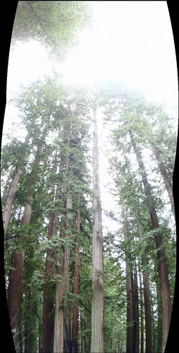 california trees view scenic reststop highway101 copse mendocinocounty smitheredwoodsstatepreserve