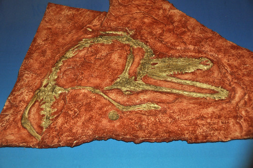 museum mexico fossil nikon crocodile puebla d90 tepexi tlayua piedevaca