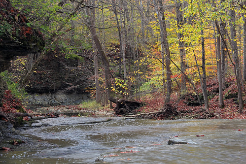 autumn fall leaves october stream indiana canon60d canoneos60d fwfg