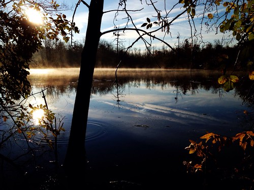 wood autumn trees sun mist reflection fall water pond ripples sapsuckerwoods