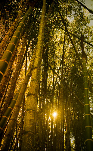 sunset sun sol sunshine rainforest bamboo amanecer bambú caribe brillo trópicohúmedo tropicohumedo