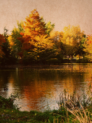 autumn automne jardin lac toulouse couleur japonais compans cafarelli
