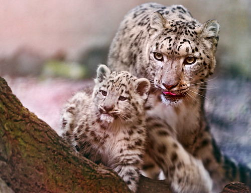 Mother snow leopard and cub