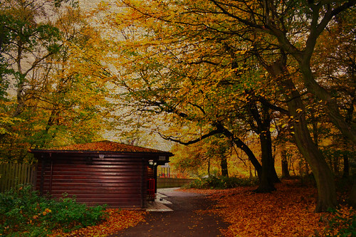 trees london fall texture forest landscape nikon scenery seasons autumncolors e highgate textured highgatewoods texturize englishautumn autumninengland “flickraward”