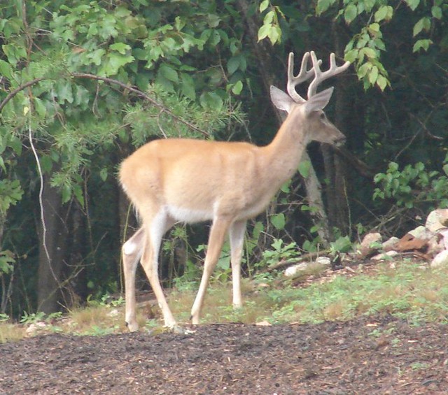 Wildlife watching is a popular pastime here at Smith Mountain Lake State Park