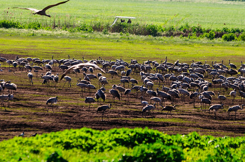 birds animals israel hula galilee il cranes mideast naturelandscape
