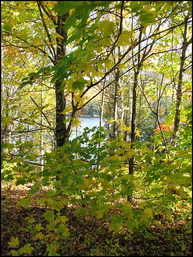 autumn nature maine oakfield 2011