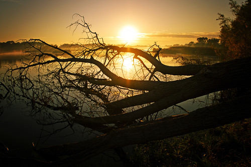 holland reflection tree sunshine sunrise michigan fallen lakemacatawa