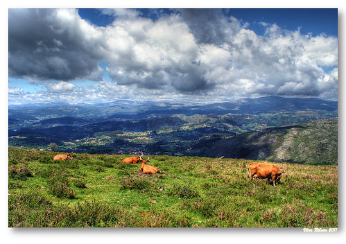 sky mountain landscape geotagged cattle monte herd bois aboim lameiras geo:lat=41547225088996456 geo:lon=8105892385009838