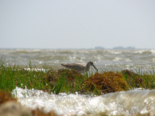 sea bird water texas wildlife shore anahuac
