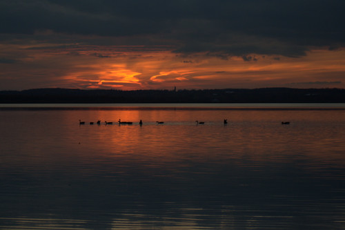 sunset geese keswick lakesimcoe