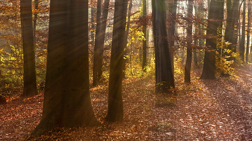 wood morning mist nature forest nebel natur 1001nights sunrays wald morgen sonnenstrahlen dunst raysofthesun flickraward flickraward5 flickrawardgallery ringexcellence